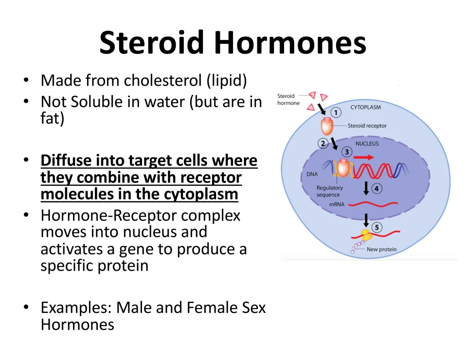 Steroid hormones: made from cholesterol, enter target cells, bind receptors and activate a gene; numbered cell diagram