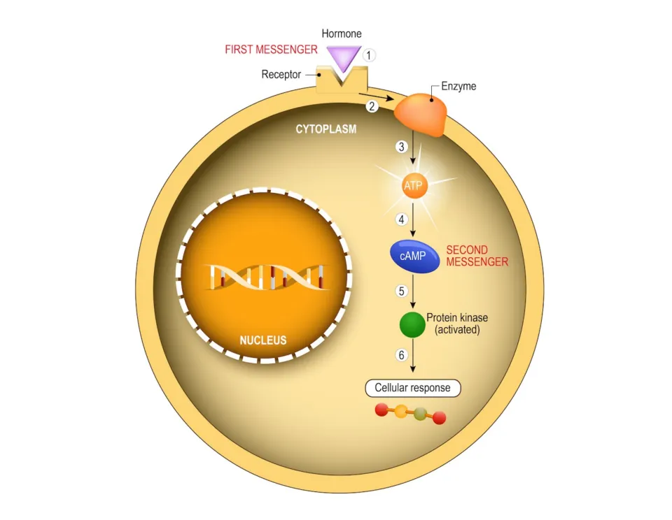 Second messenger diagram: hormone binds a receptor, enzyme turns ATP into cAMP, activating protein kinase for a response