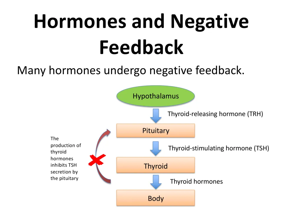 Hormones and Negative Feedback flowchart: hypothalamus TRH to pituitary TSH to thyroid hormones, which block more TSH
