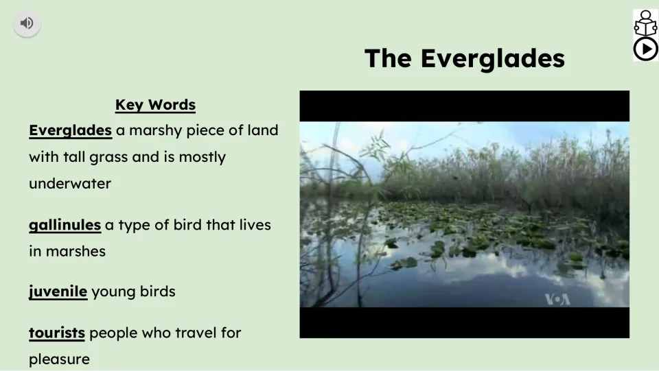 Video lesson slide defining Everglades, gallinules, juvenile and tourists beside a wetland video still