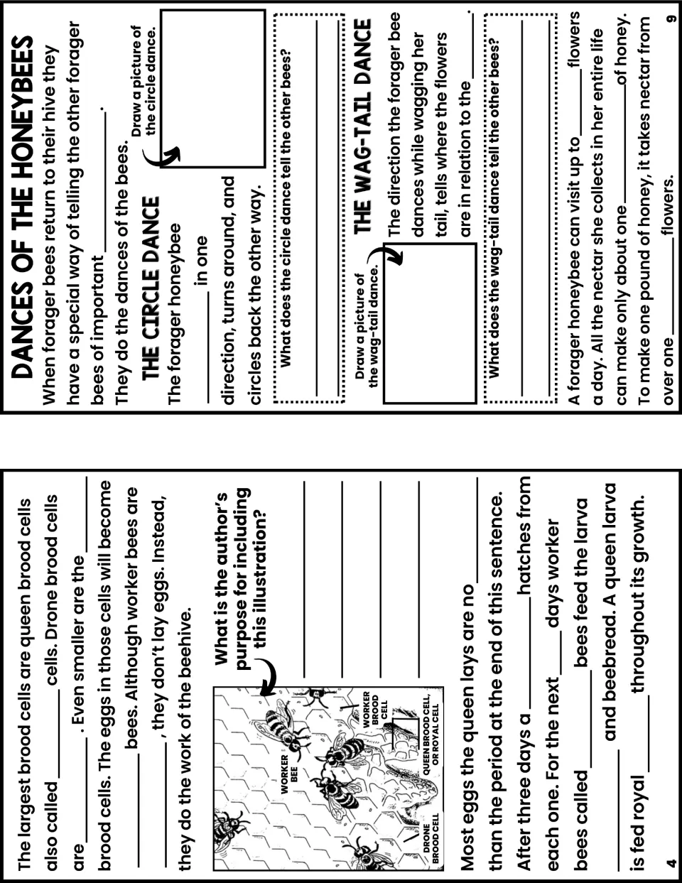 Notes booklet pages 4 and 9 cover brood cell types, larval food, and the circle and wag-tail bee dances.