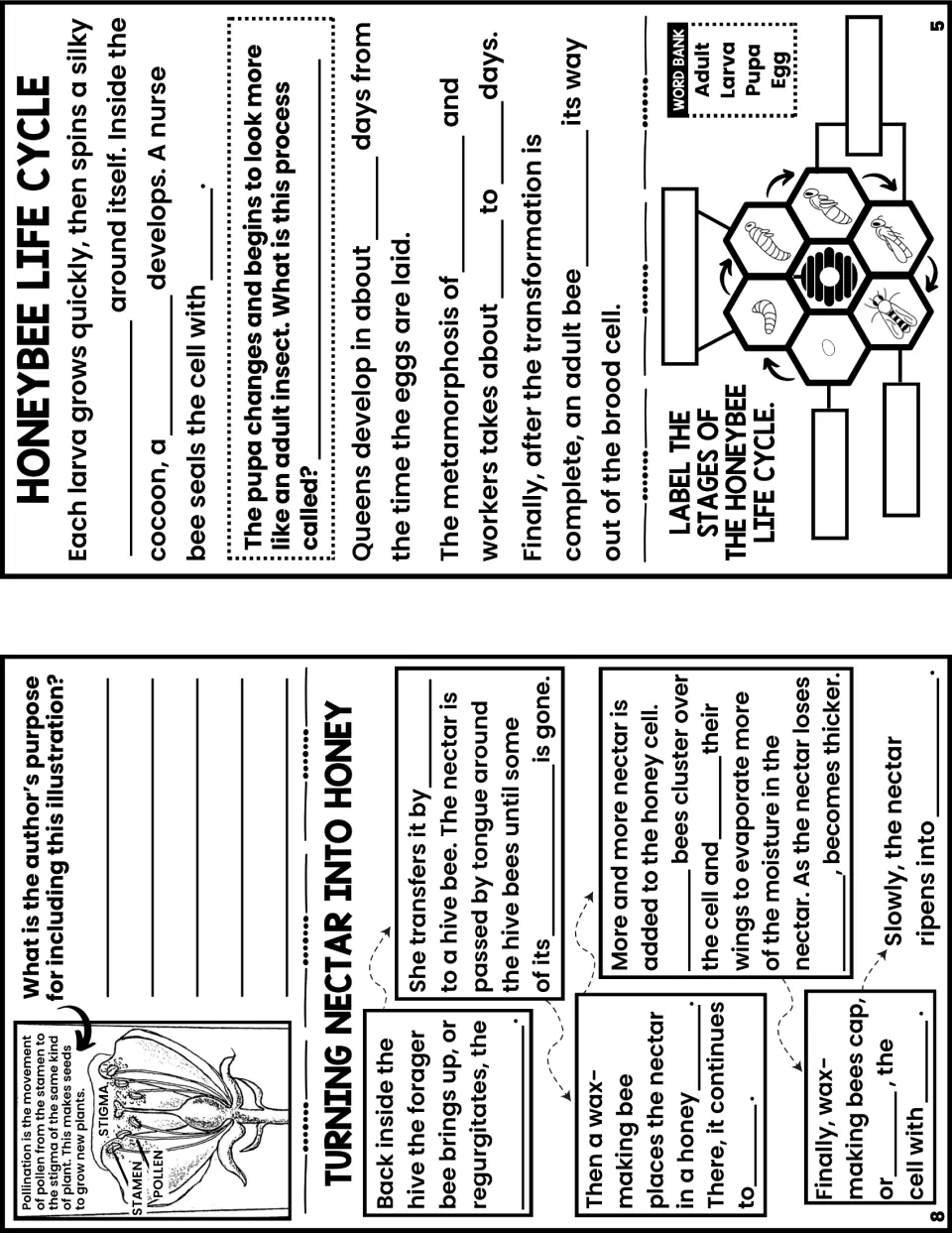 Notes booklet pages 5 and 8 cover the honeybee life cycle, a pollination illustration, and nectar becoming honey.