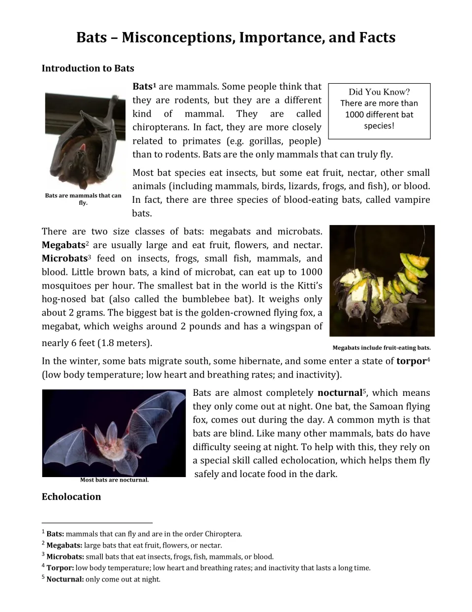Reading article opener 'Bats – Misconceptions, Importance, and Facts' introducing megabats, microbats and torpor