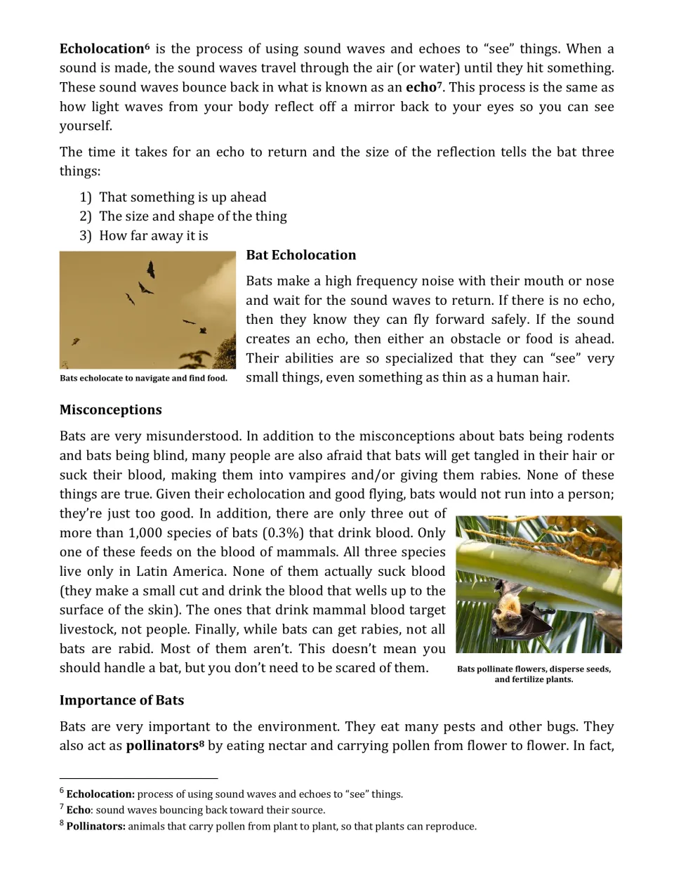 Article page 2 on echolocation, how bats use echoes to find food, and misconceptions about rabies and vampire bats
