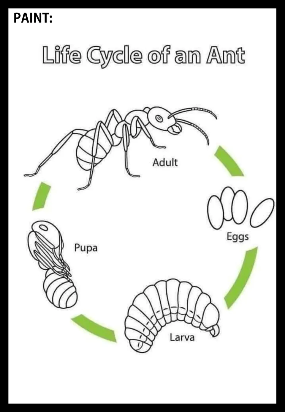 Ant life cycle poster to paint, showing labeled adult, eggs, larva, and pupa stages connected by arrows