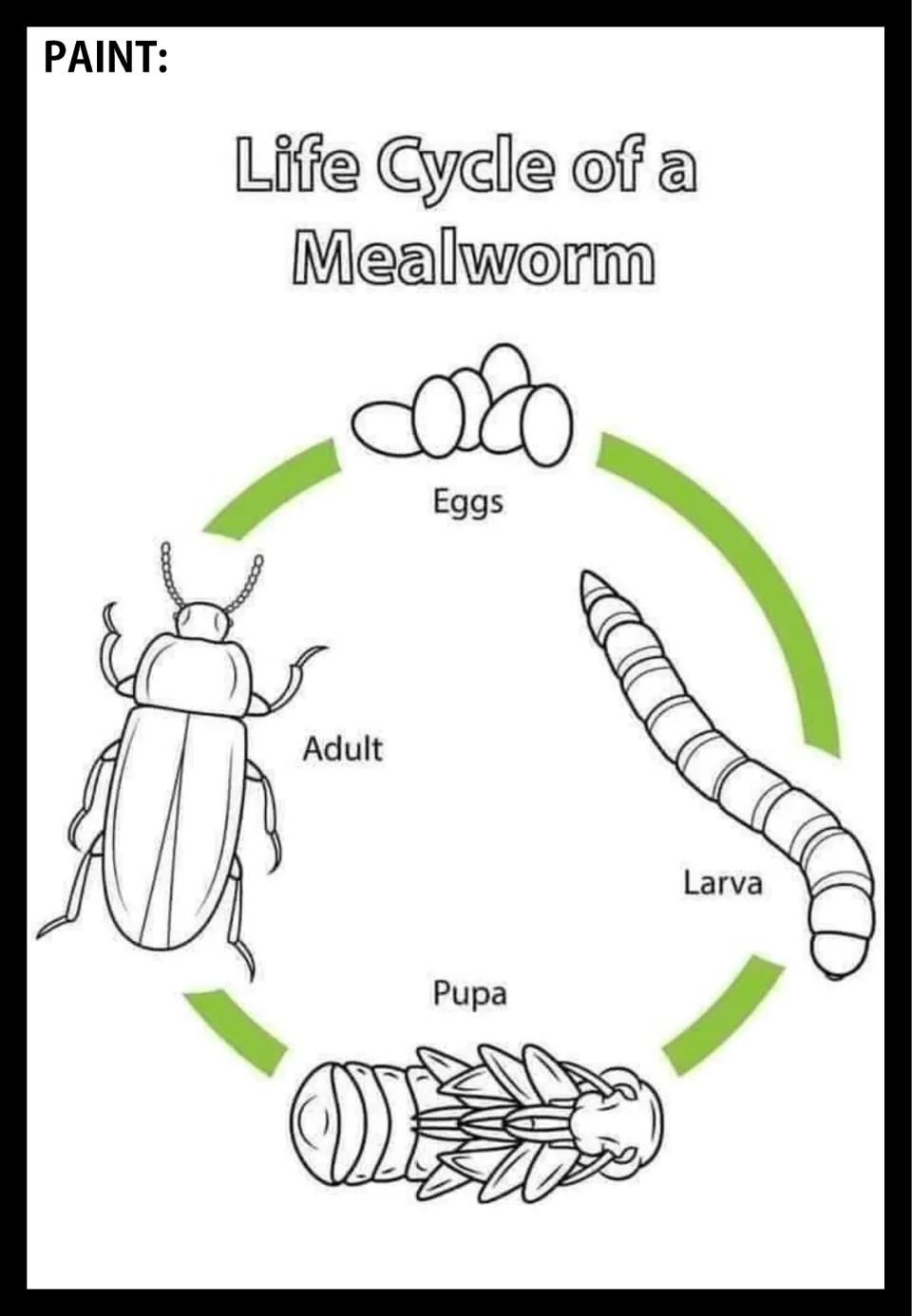 Mealworm life cycle poster to paint, showing eggs, larva, pupa, and adult beetle connected by arrows