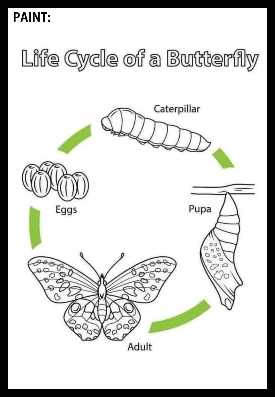 Butterfly life cycle poster to paint, showing eggs, caterpillar, pupa, and adult connected by arrows