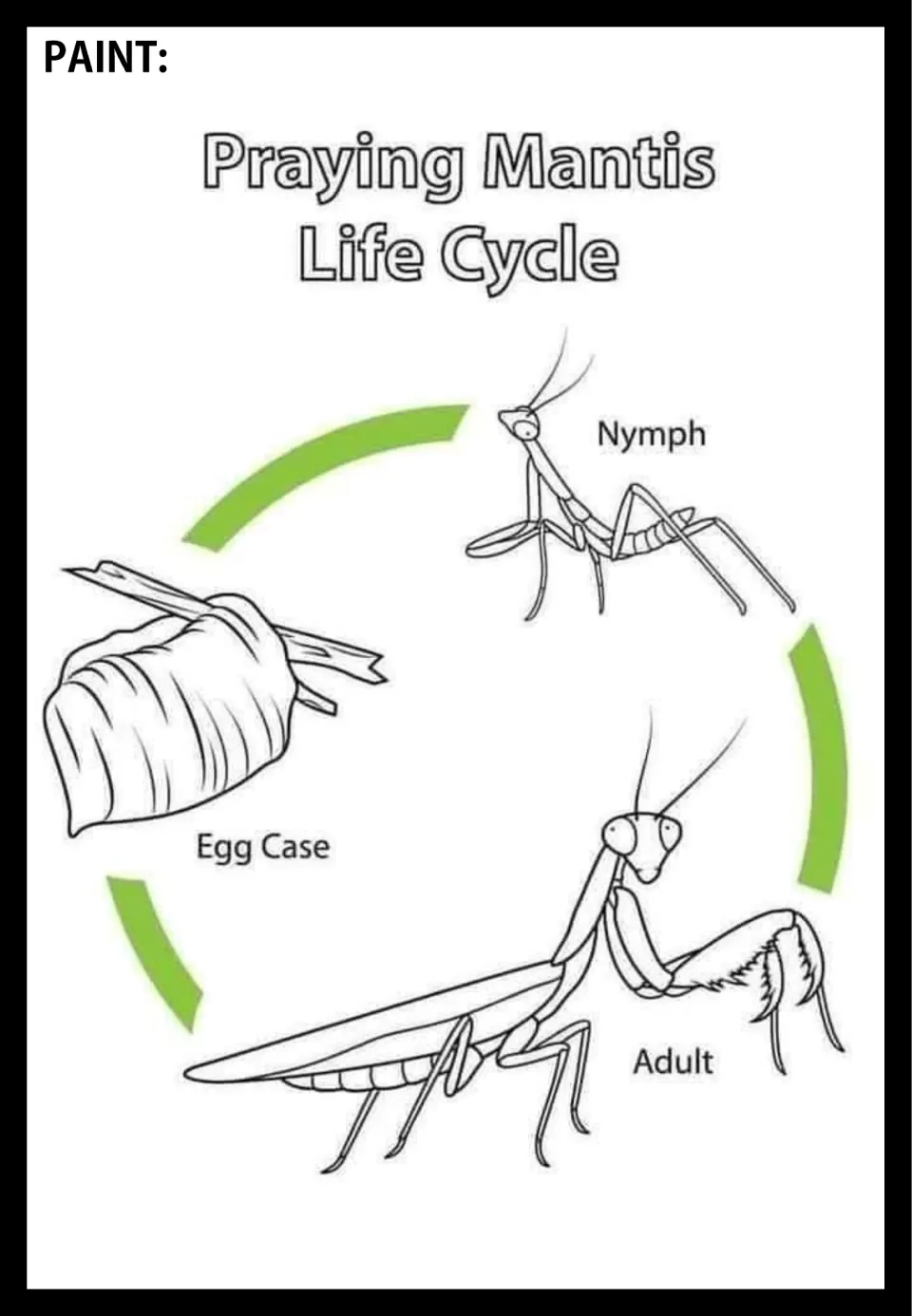 Praying mantis life cycle poster to paint, showing egg case, nymph, and adult connected by arrows