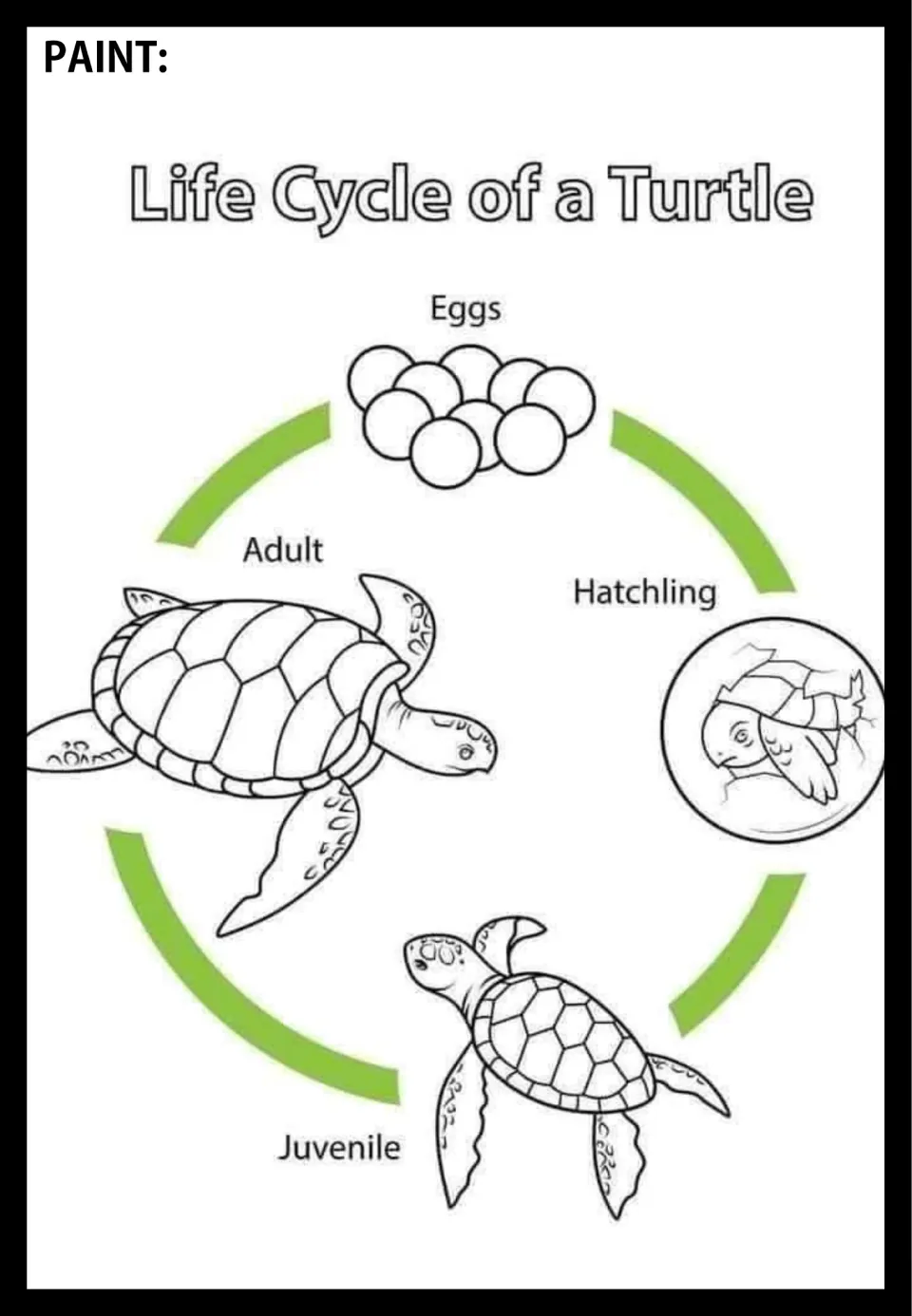 Turtle life cycle poster to paint, showing eggs, hatchling, juvenile, and adult connected by arrows