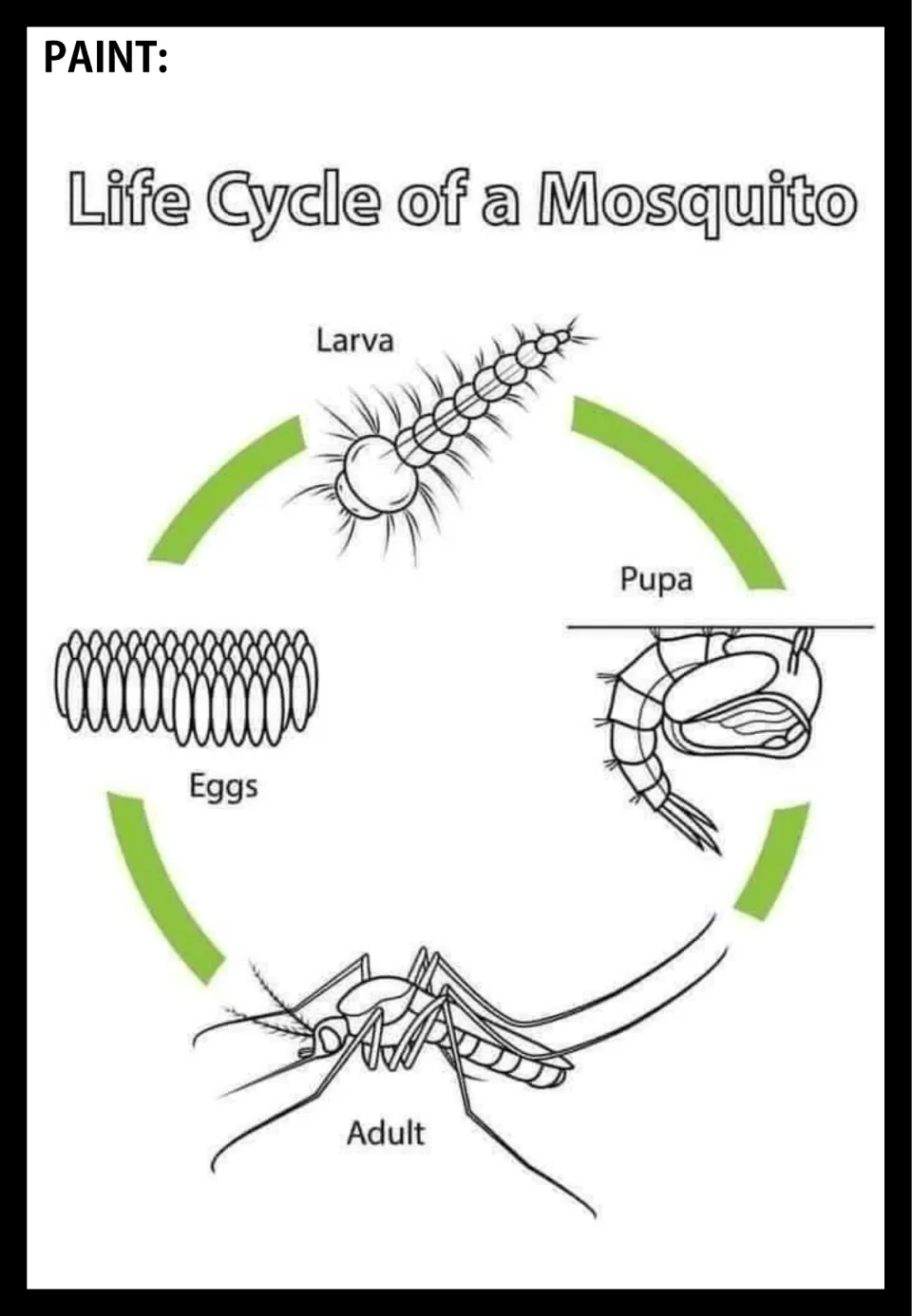 Mosquito life cycle poster to paint, showing eggs, larva, pupa, and adult stages connected by arrows
