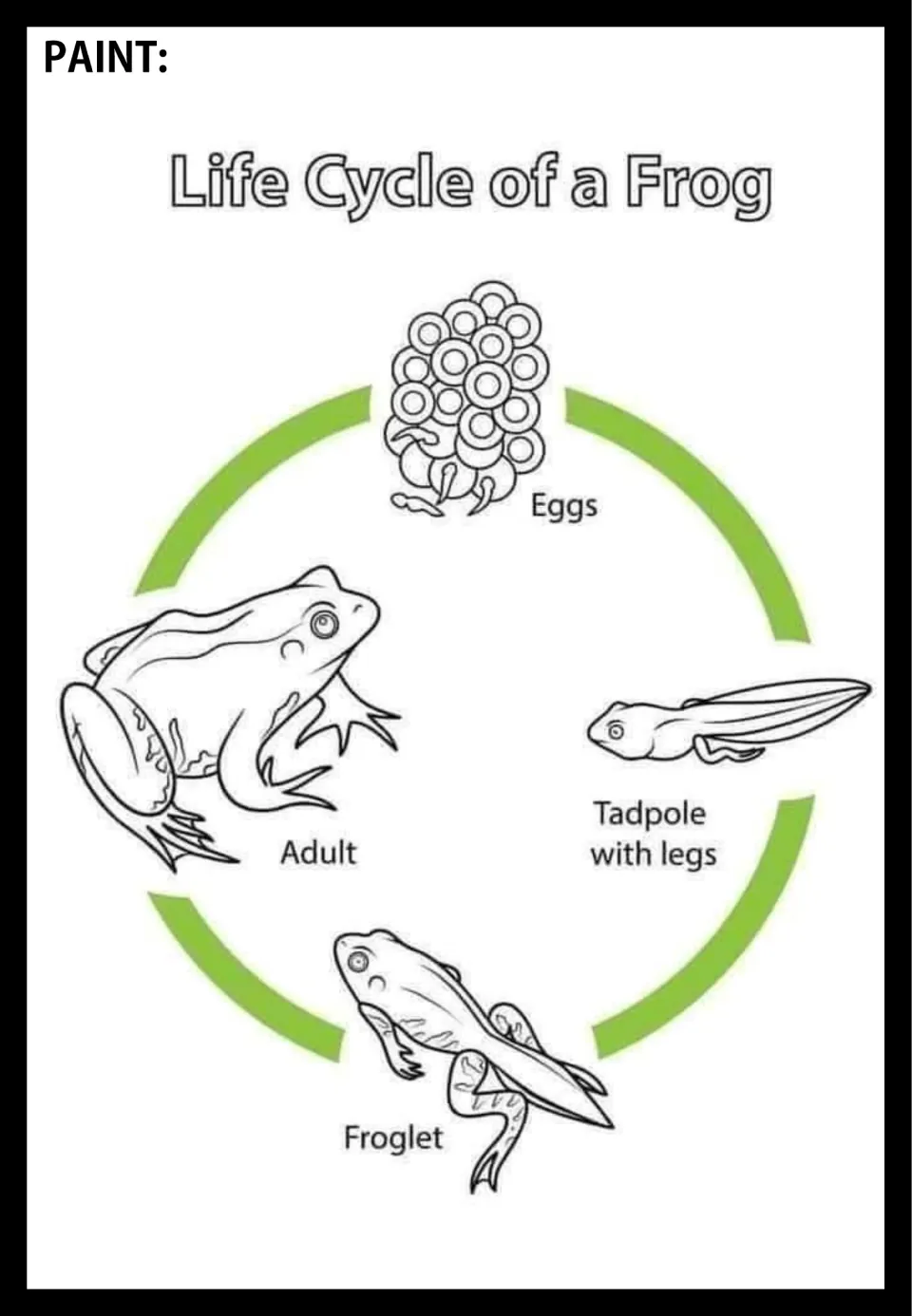 Frog life cycle poster to paint, showing eggs, tadpole with legs, froglet, and adult connected by arrows