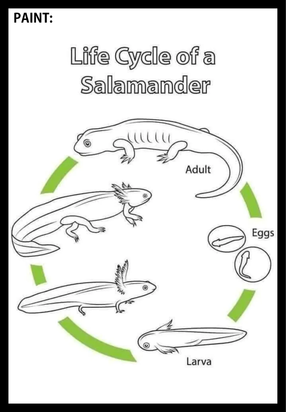 Salamander life cycle poster to paint, showing eggs, larva, developing salamanders, and a labeled adult