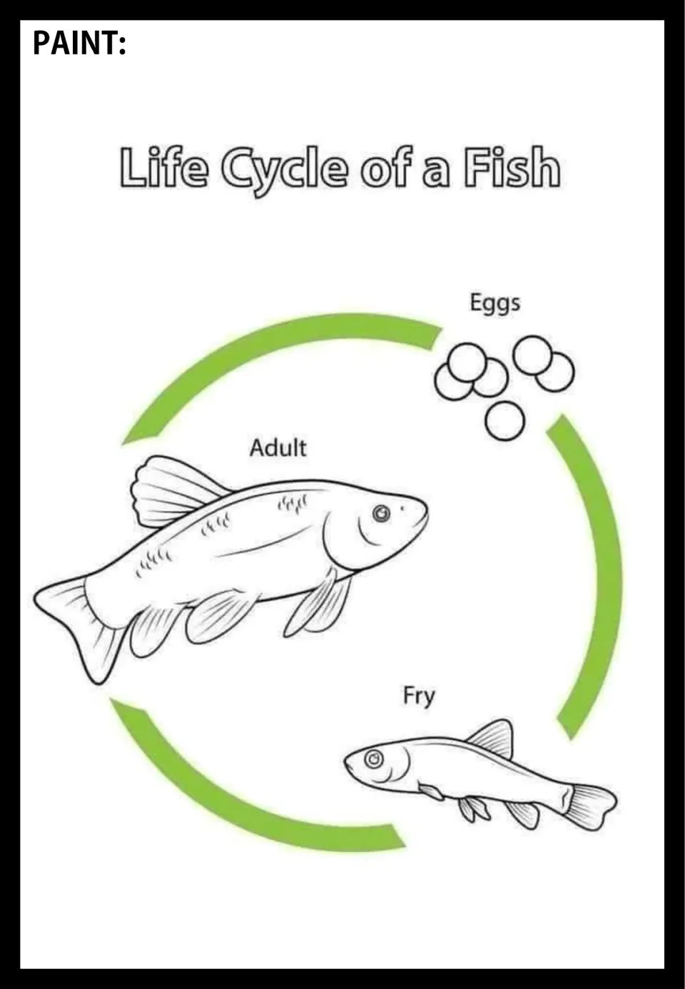 Fish life cycle poster to paint, showing labeled eggs, fry, and adult stages connected by green arrows