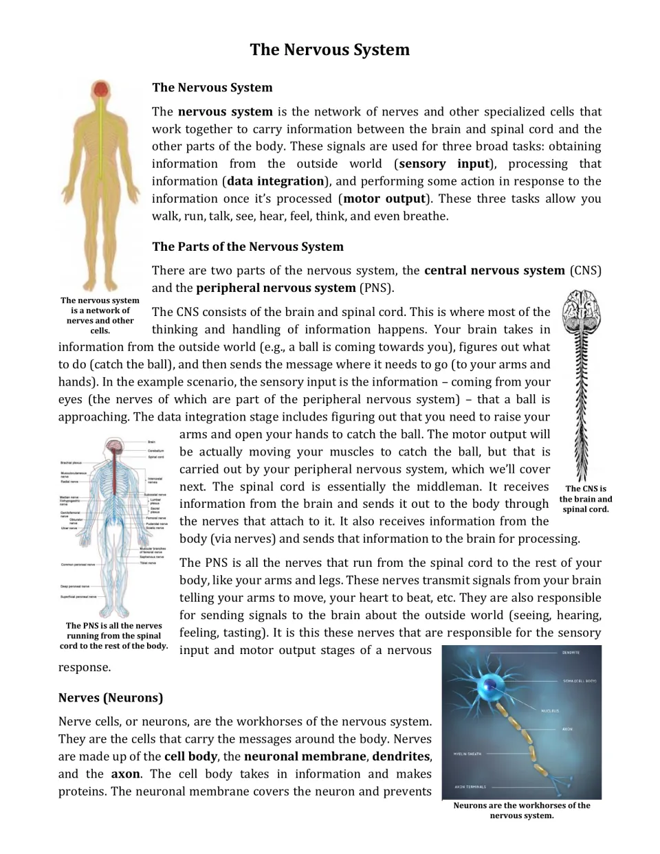 Nervous system article, part 1: students read about sensory input, the CNS and PNS, and neurons, with body diagrams