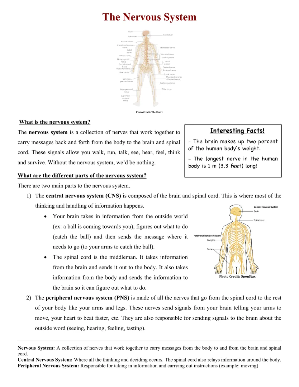 Nervous system reading: students read about the CNS and PNS with labeled body nerve diagrams, fun facts and key terms