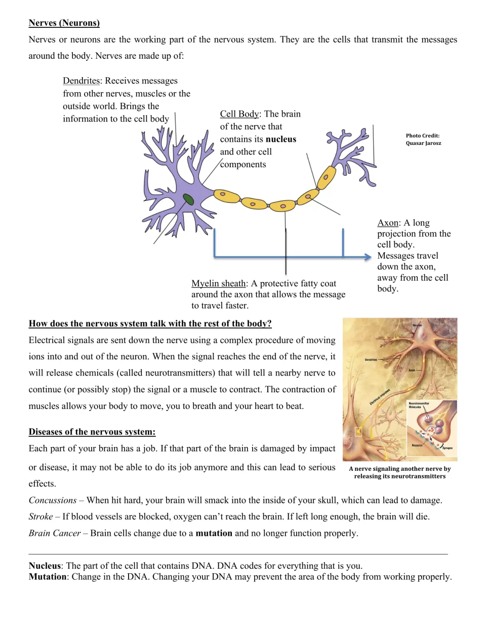 Neurons reading: labeled nerve cell diagram of dendrites, cell body, axon and myelin, plus signaling and brain diseases