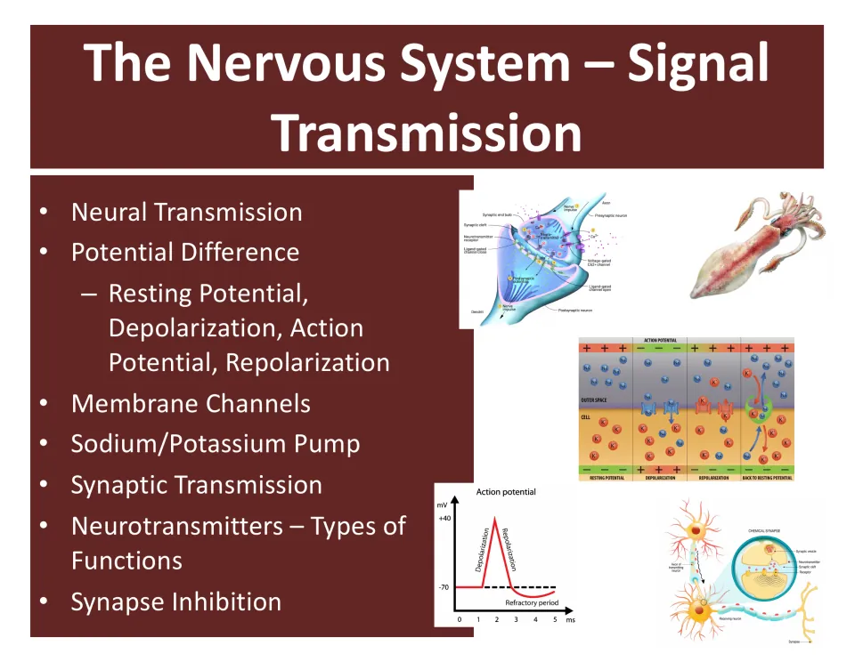 Lesson overview slide lists neural transmission, potential difference, membrane channels, and synapse inhibition.