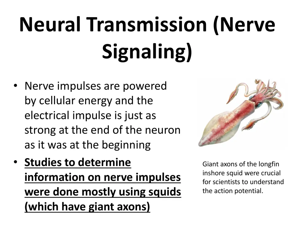 Neural transmission slide explains impulse strength along neurons and the role of squid giant axons in research.