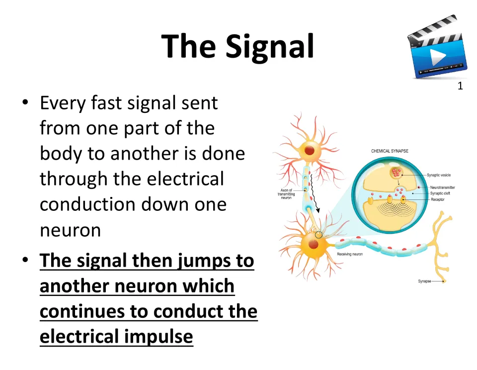 Signal transmission slide describes electrical conduction along neurons and shows a labeled chemical synapse.