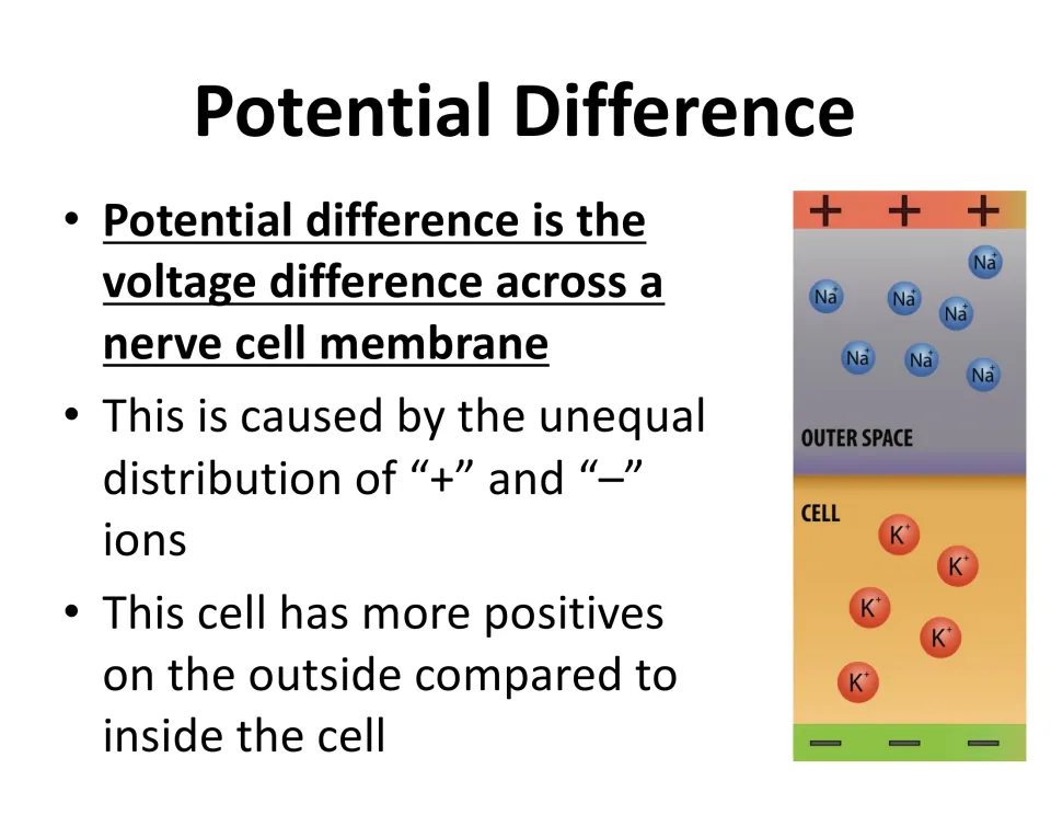 Potential difference slide defines voltage across a nerve cell membrane and illustrates unequal ion distribution.