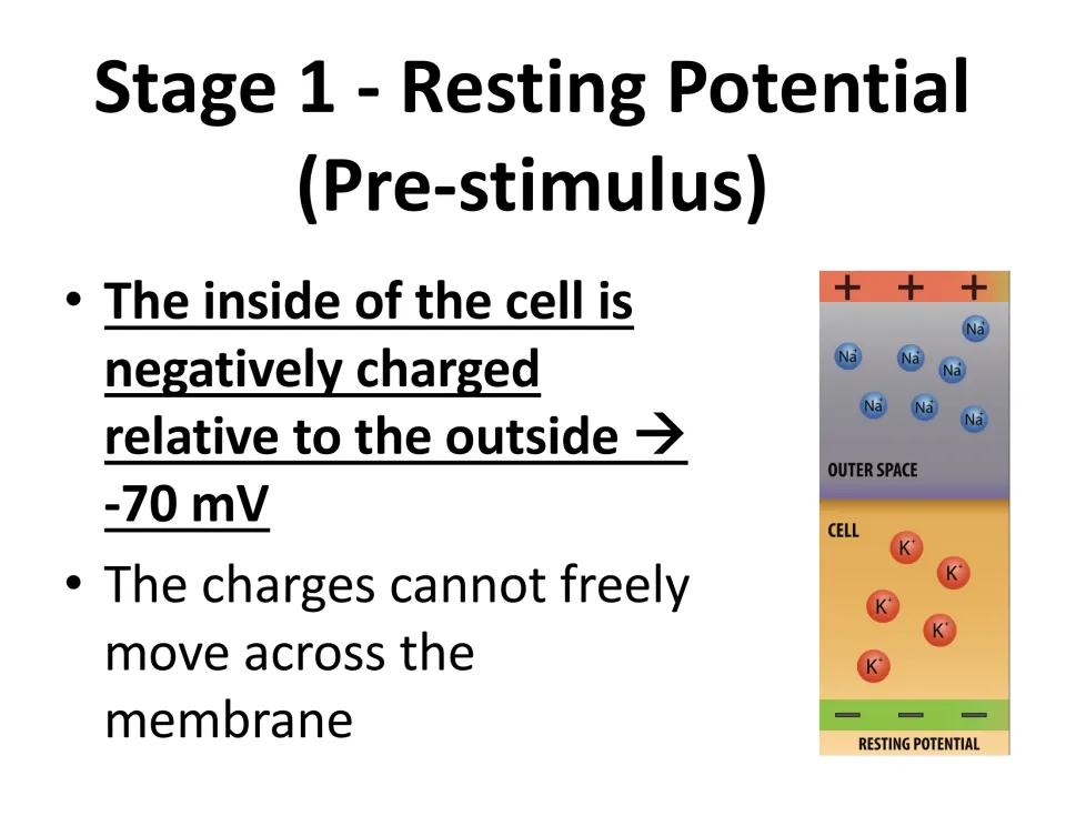 Resting potential slide states that the cell interior is negative relative to the outside, with a value of −70 mV.