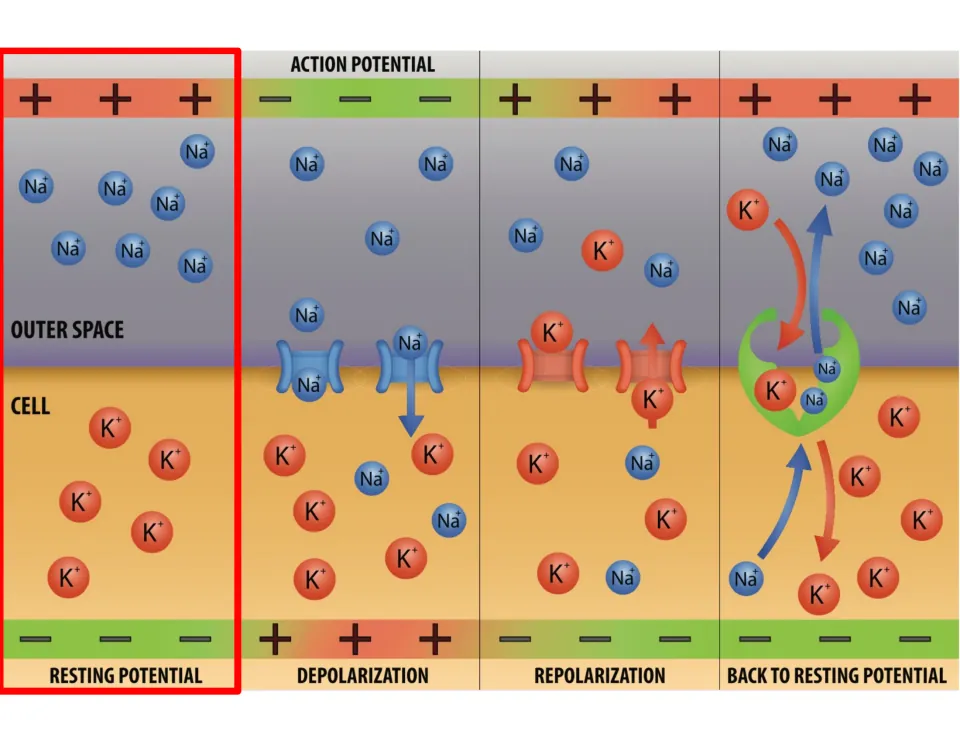 Ion movement diagram highlights resting potential within the sequence of depolarization and repolarization.