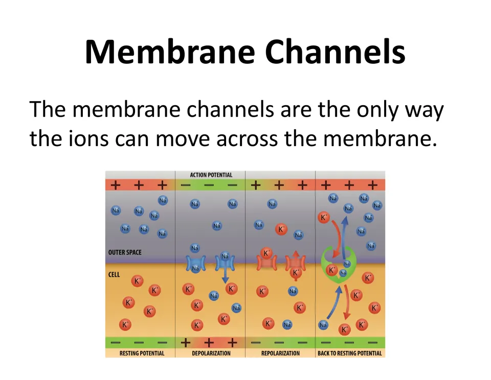 Membrane channels slide introduces ion passage across the membrane with a diagram of the action potential stages.