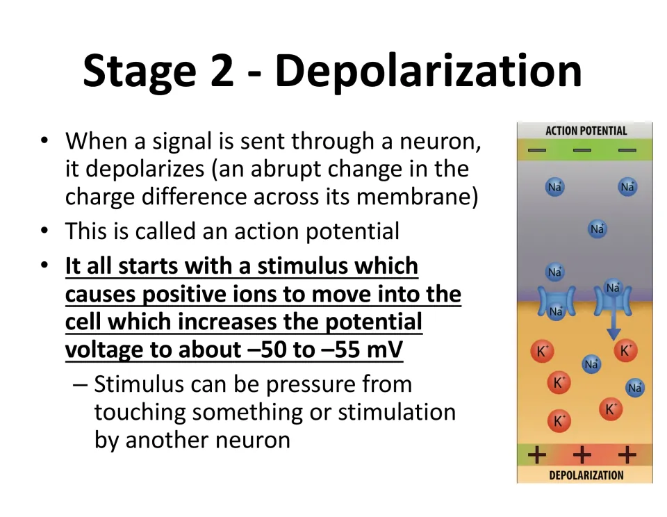 Depolarization slide explains how a stimulus brings positive ions into a neuron, raising voltage to −50 to −55 mV.