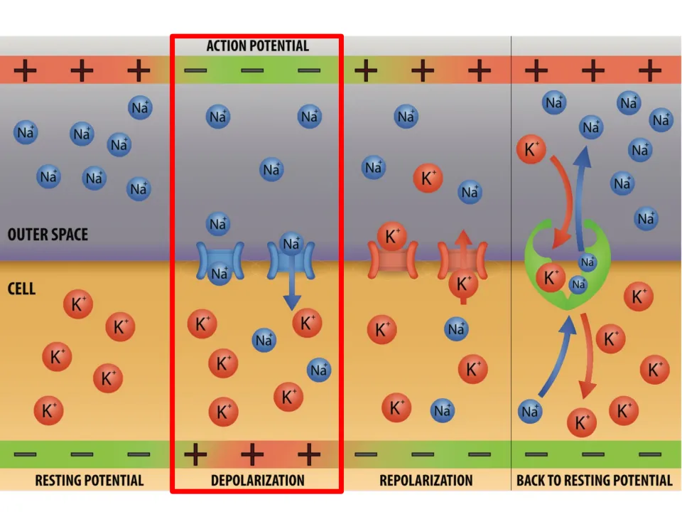 Ion movement diagram highlights depolarization, showing sodium ions entering the cell through membrane channels.