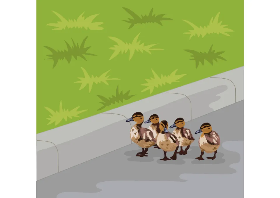Story illustration: five brown ducklings walking along a road beside a curb and a grassy verge