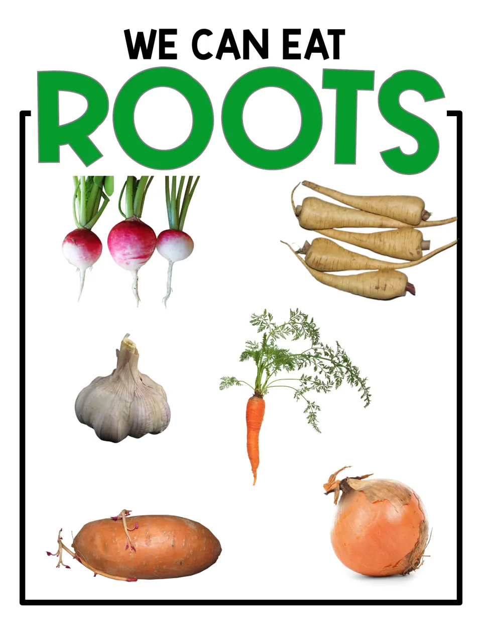 We Can Eat Roots poster: unlabeled photos of radishes, parsnips, garlic, a carrot, a sweet potato and an onion