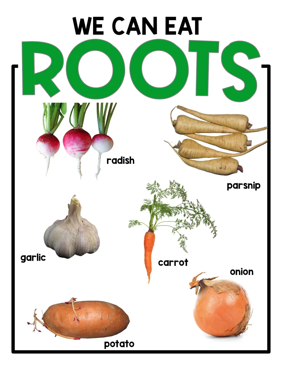 Labeled We Can Eat Roots poster naming radish, parsnip, garlic, carrot, onion and potato beside each photo