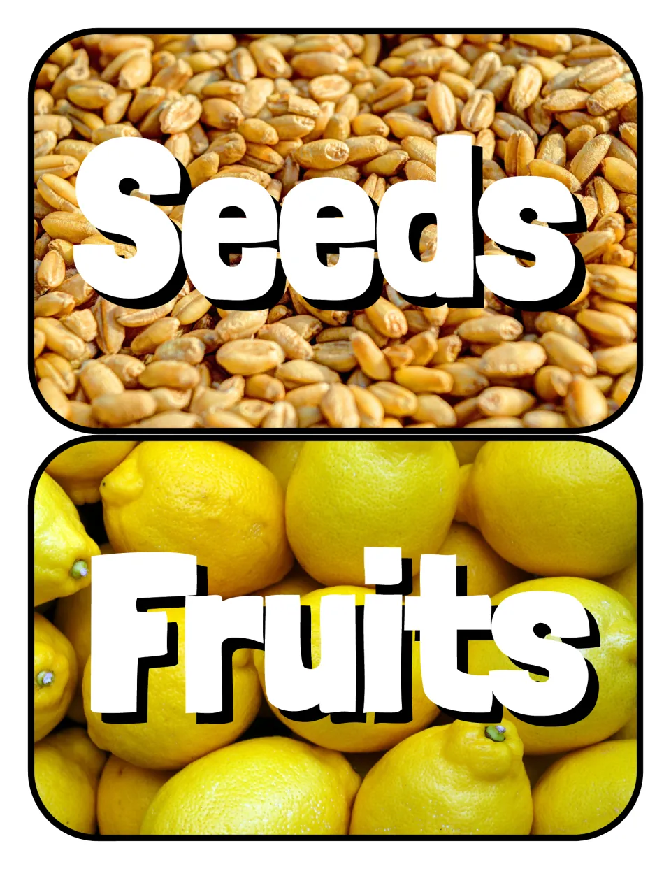 Plant part header cards: Seeds shown over a photo of wheat grains and Fruits shown over a photo of a pile of yellow lemons