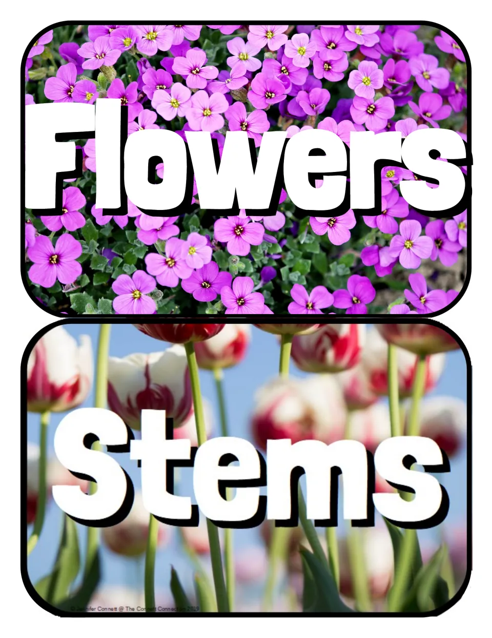 Plant part header cards: Flowers over a photo of small purple blossoms and Stems over a photo of red-and-white tulip stalks