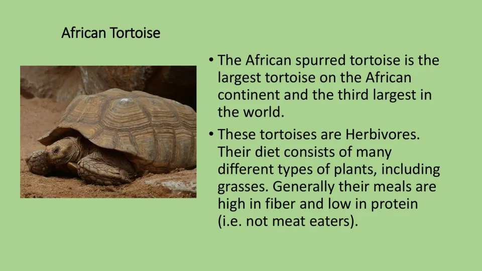Color African Tortoise fact card for the PE game, with a tortoise photo and facts about size and plant diet