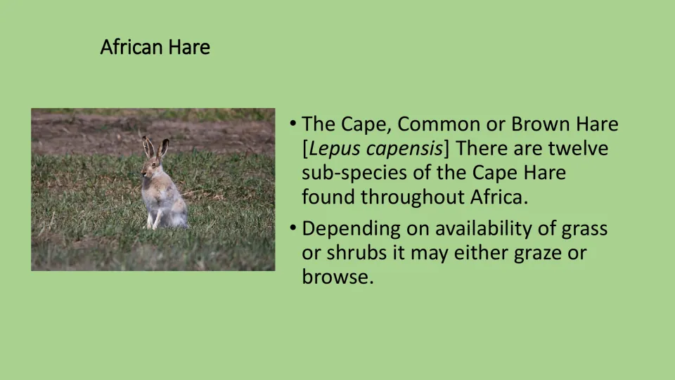 Color African Hare fact card for the PE game, with a hare photo and facts about Cape hares and grazing