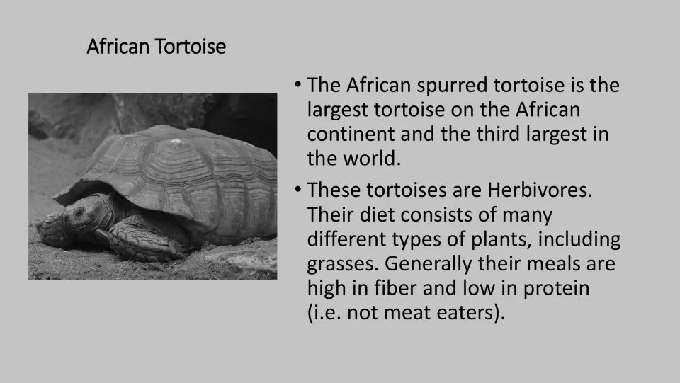 Grayscale African Tortoise fact card for the PE game, with a photo and facts about grasses and plant foods