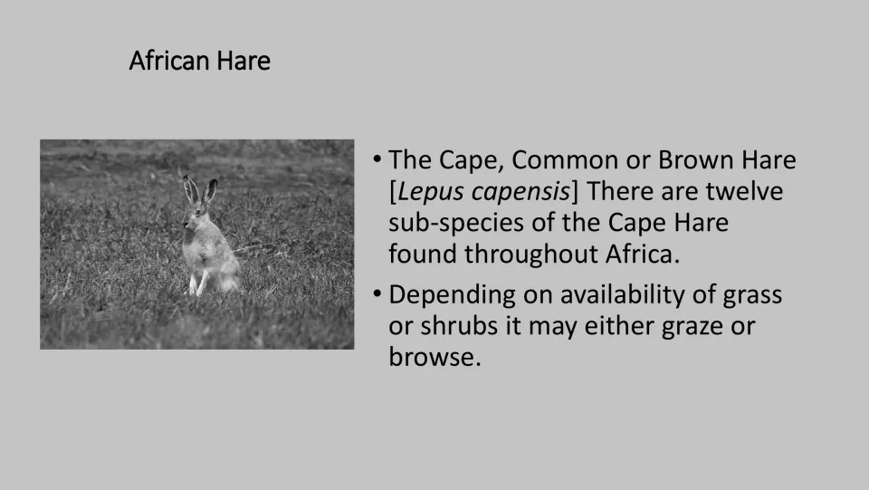 Grayscale African Hare fact card for the PE game, with a photo and facts about grazing grass or browsing