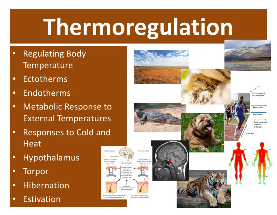 Opening lesson slide lists body temperature regulation, ectotherms, endotherms, torpor, and hibernation.