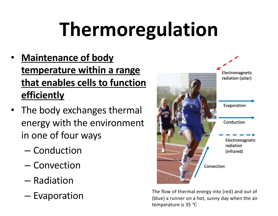 Definition slide explains body temperature maintenance and conduction, convection, radiation, and evaporation.
