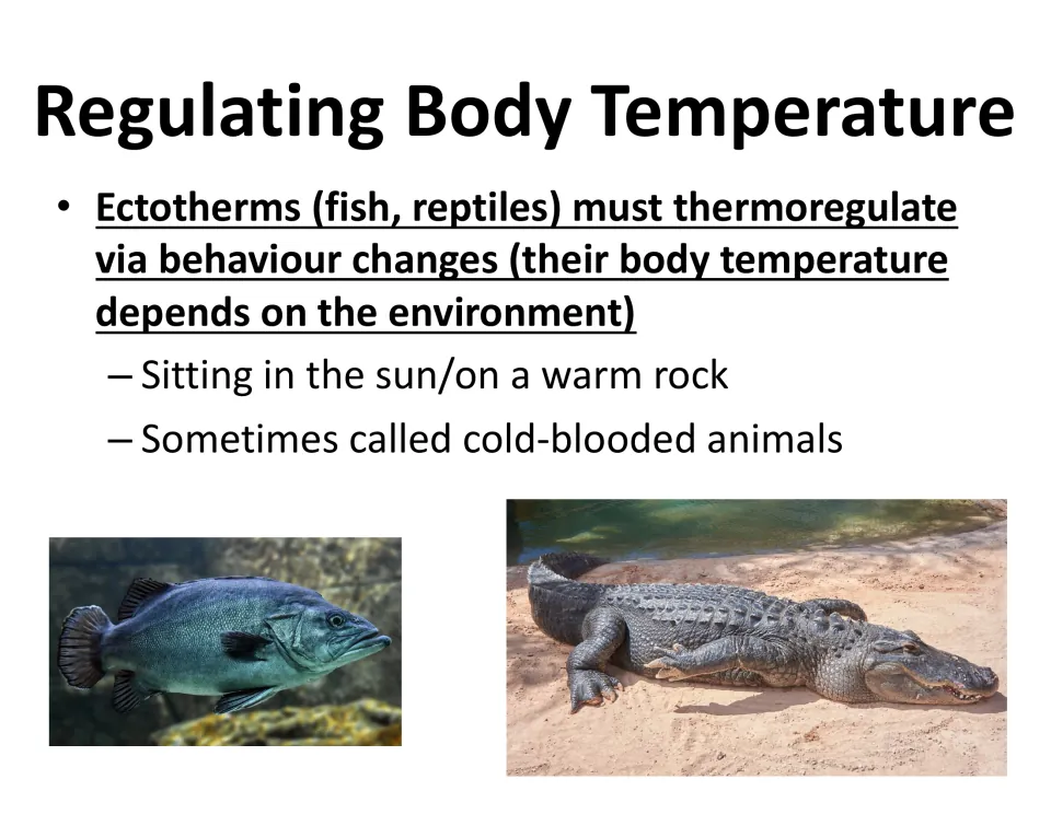Ectotherm lesson slide explains behavior changes for temperature control, using fish and reptile examples.