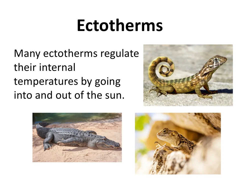 Ectotherm lesson slide explains moving into and out of sunlight to regulate internal body temperature.