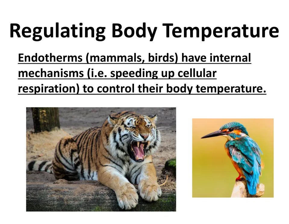 Endotherm lesson slide explains internal temperature control through cellular respiration in mammals and birds.