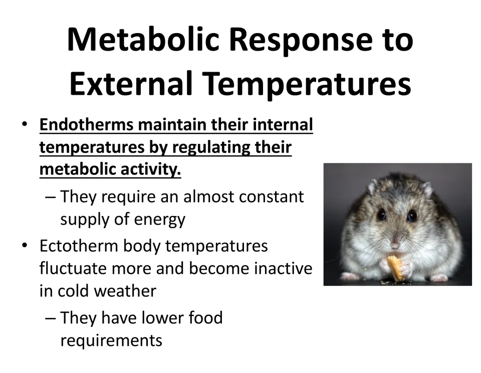 Metabolism lesson slide compares endotherms' energy needs with ectotherms' cold inactivity and lower food needs.