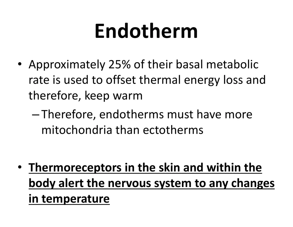 Endotherm lesson slide connects metabolism to keeping warm and thermoreceptors to sensing temperature changes.