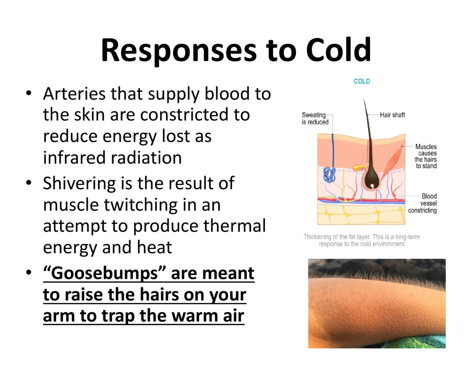 Cold response lesson slide explains blood vessel constriction, shivering, and goosebumps, with a skin diagram.
