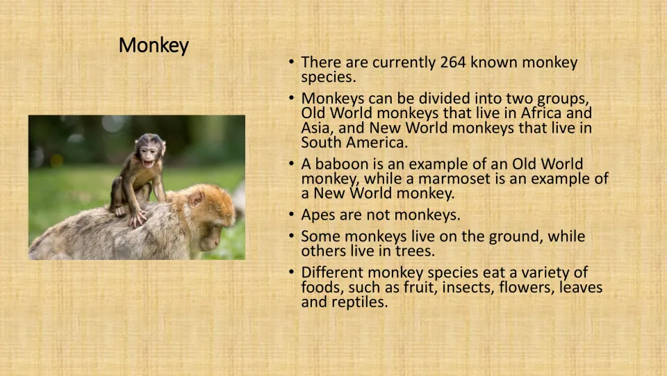 Monkey fact card: 264 known species, Old World vs New World monkeys, baboon and marmoset examples, apes are not monkeys