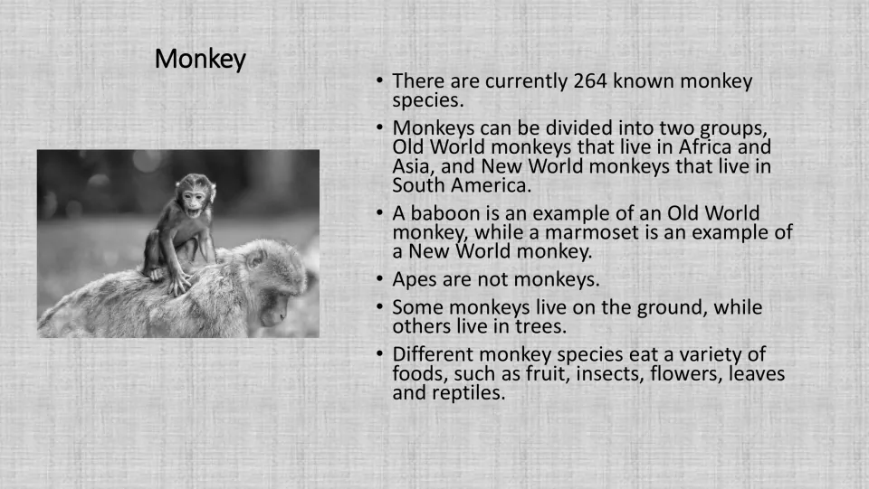 Grayscale monkey facts: species count, where Old and New World monkeys live, ground or tree homes and foods they eat