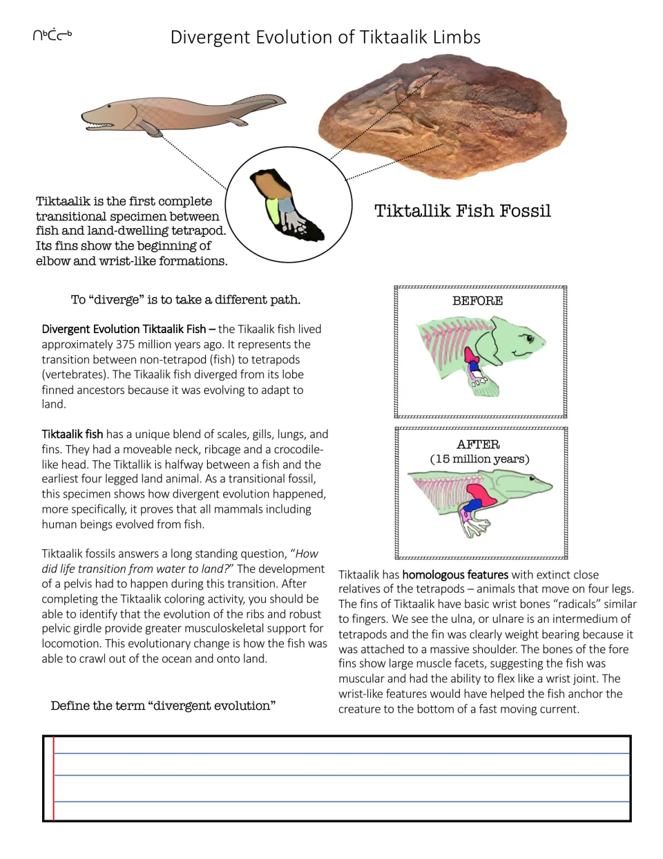 Divergent evolution of Tiktaalik limbs: reading on fossil fins, before and after skeletons, then define the term