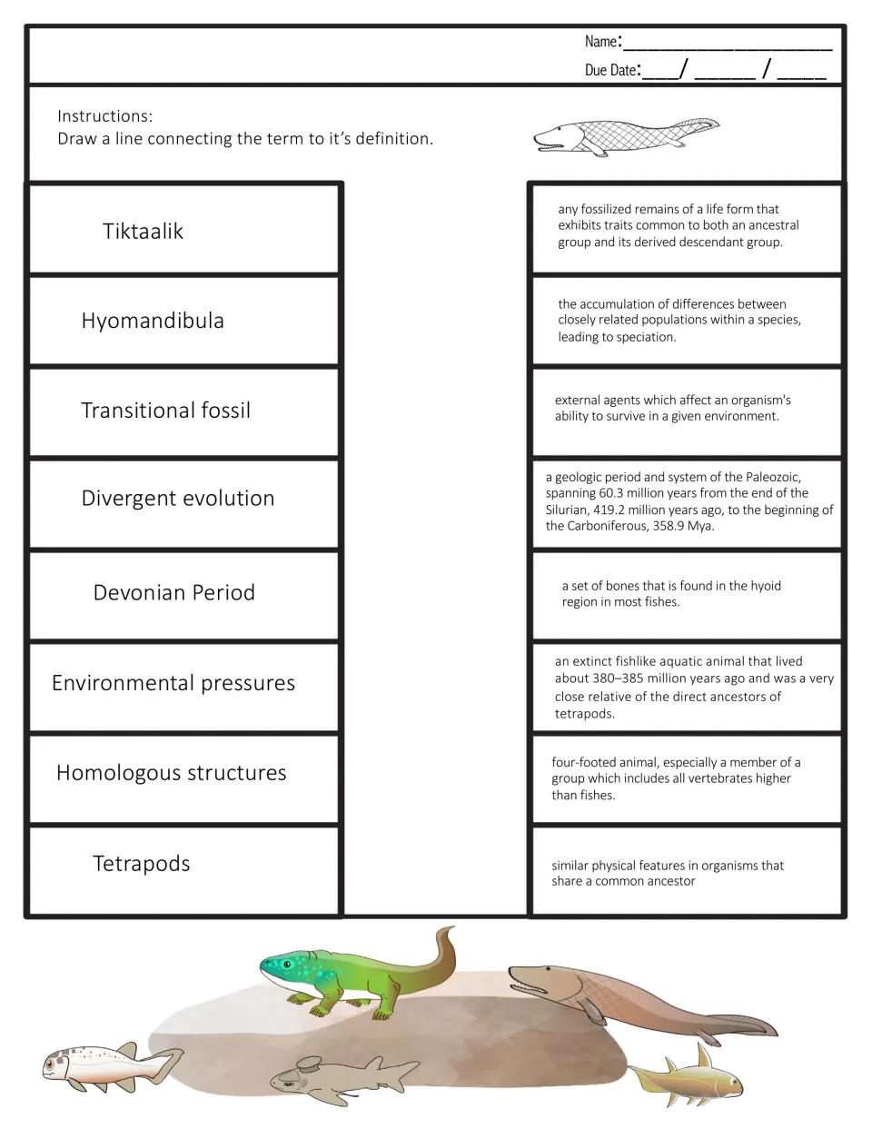 Evolution vocabulary match: students draw lines linking eight terms such as tetrapods and Devonian Period to definitions
